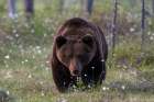 A European brown bear walking in a meadow of blooming cotton grass Kuhmo-Oulu-Finland Art Print